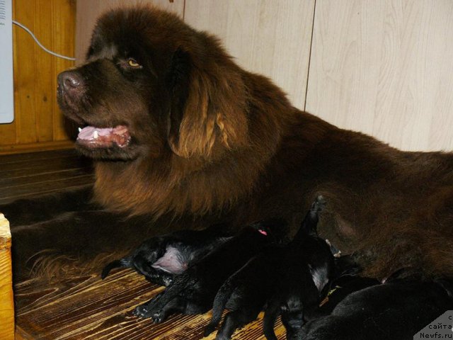 Фото: ньюфаундленд Марица с Берега Дона для Пчёлкиного Дома (Maritsa s Berega Dona for Pchiolkin Dom)