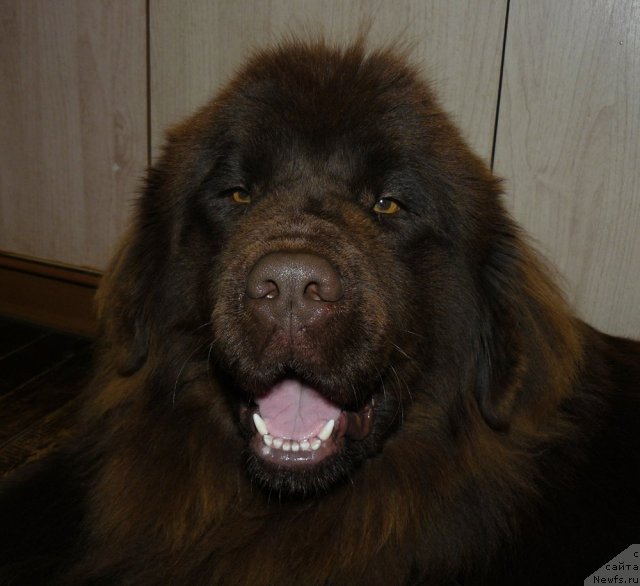 Фото: ньюфаундленд Марица с Берега Дона для Пчёлкиного Дома (Maritsa s Berega Dona for Pchiolkin Dom)