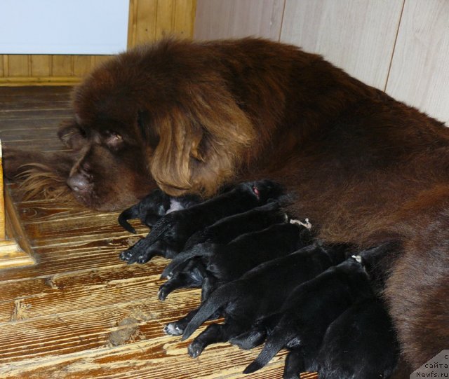 Фото: ньюфаундленд Марица с Берега Дона для Пчёлкиного Дома (Maritsa s Berega Dona for Pchiolkin Dom)
