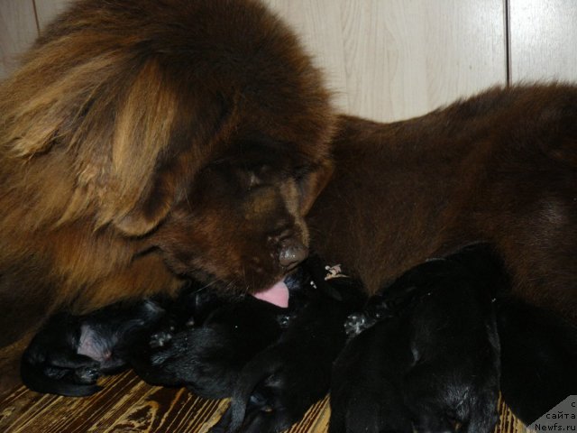 Фото: ньюфаундленд Марица с Берега Дона для Пчёлкиного Дома (Maritsa s Berega Dona for Pchiolkin Dom)