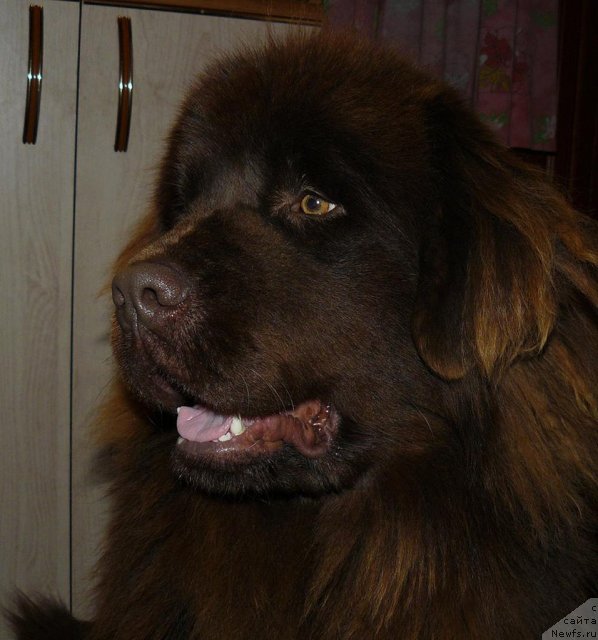 Фото: ньюфаундленд Марица с Берега Дона для Пчёлкиного Дома (Maritsa s Berega Dona for Pchiolkin Dom)