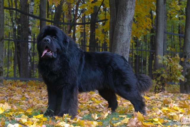 Фотография № 54609