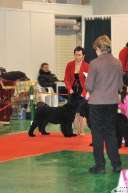 Фото: ньюфаундленд Их Высочество Вилана Блум (Ih Visochestvo Vilana Blum)