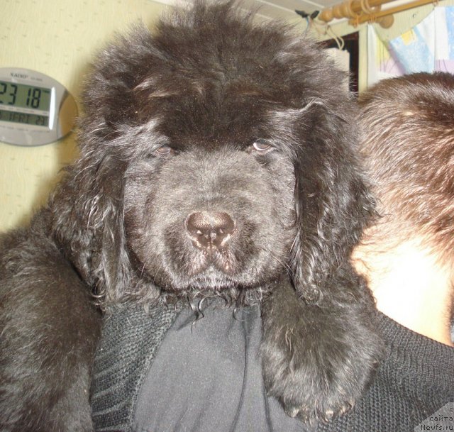 Фото: ньюфаундленд Их Высочество Вангеликс Май Фаворит