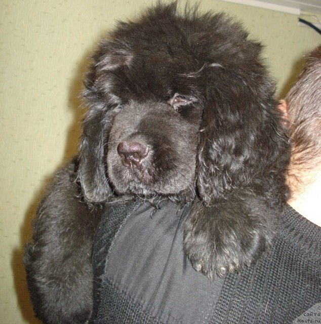 Фото: ньюфаундленд Их Высочество Вангеликс Май Фаворит