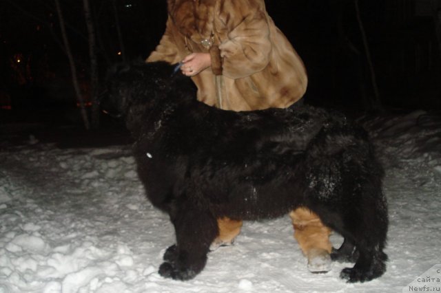 Фото: ньюфаундленд Акватория Келвин Интегра