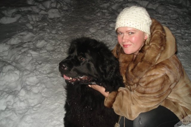 Фото: ньюфаундленд Акватория Келвин Интегра, Елена Осоткина