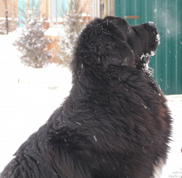 Фото: ньюфаундленд Арк Велес