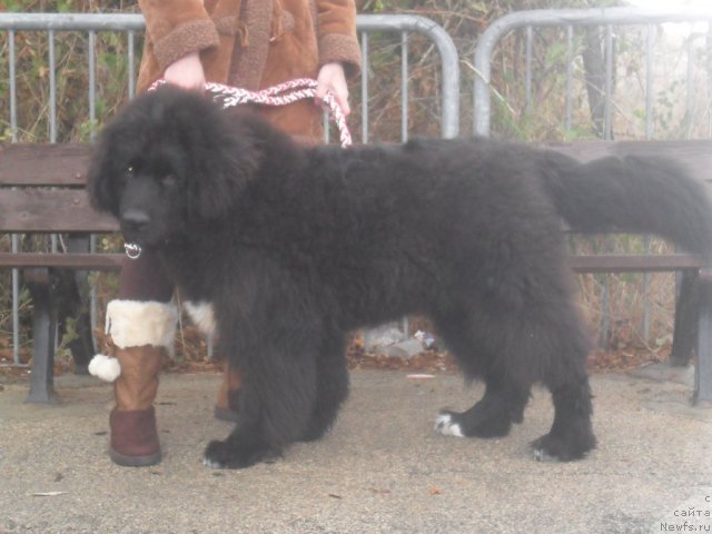 Фото: ньюфаундленд Питерньюф Чао-Какао