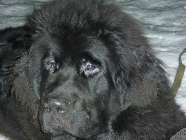 Фото: ньюфаундленд Илья Муромец