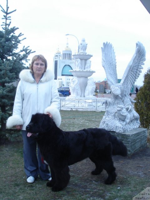 Фото: ньюфаундленд Бегущая по Волнам Регатта Катти Сарк, Наталья Федосова