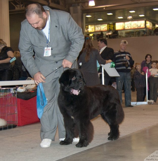 Фото: ньюфаундленд Паркер с Берега Дона (Parker s Berega Dona)