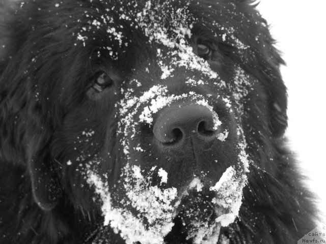 Фото: ньюфаундленд Арк Велес