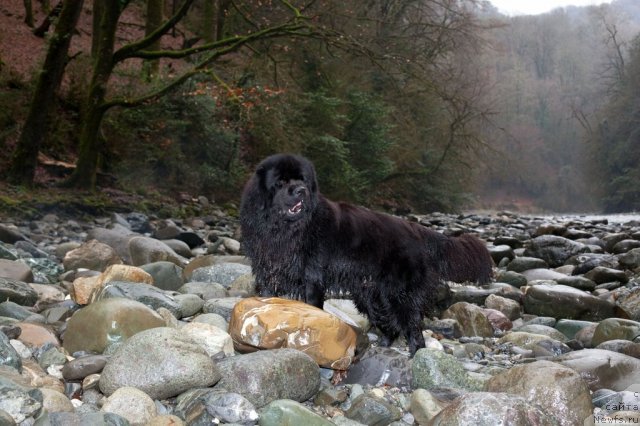 Фото: ньюфаундленд Потап Фидель