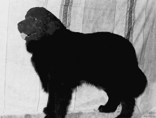 Фото: ньюфаундленд Зося Хэппи Джей