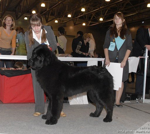 Фото: ньюфаундленд Сент Джонс Уриель