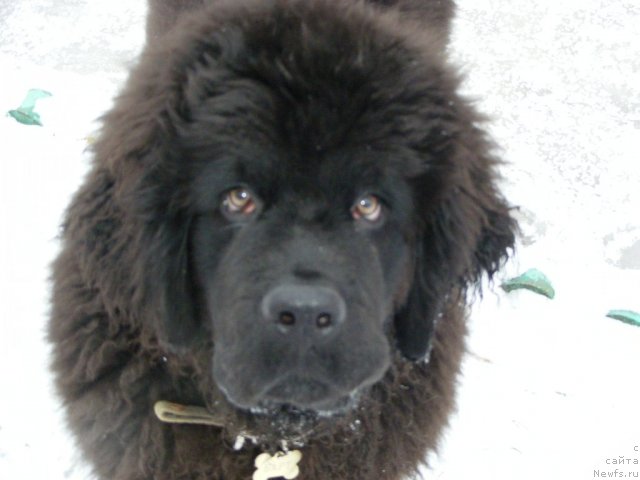 Фото: ньюфаундленд Их Высочество Вилбарт Мирэй