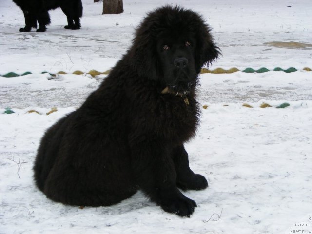 Фото: ньюфаундленд Их Высочество Вилбарт Мирэй