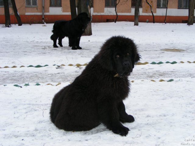 Фото: ньюфаундленд Их Высочество Вилбарт Мирэй