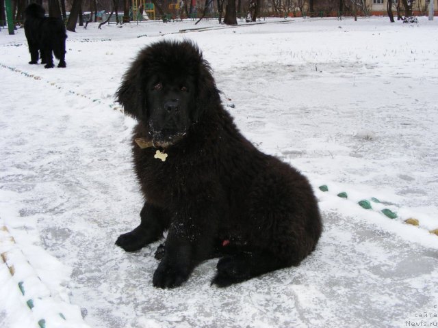 Фото: ньюфаундленд Их Высочество Вилбарт Мирэй