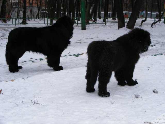 Фото: ньюфаундленд Их Высочество Вилбарт Мирэй