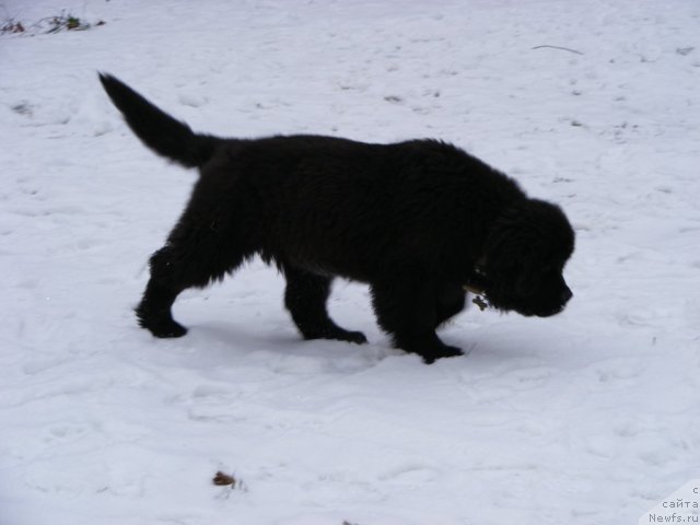 Фото: ньюфаундленд Их Высочество Вилбарт Мирэй