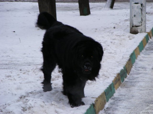 Фото: ньюфаундленд Плюшевая Панда Мистер Икс