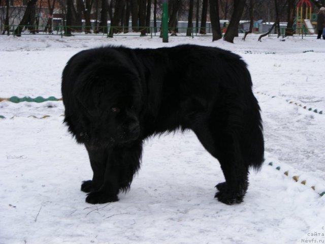 Фото: ньюфаундленд Плюшевая Панда Мистер Икс