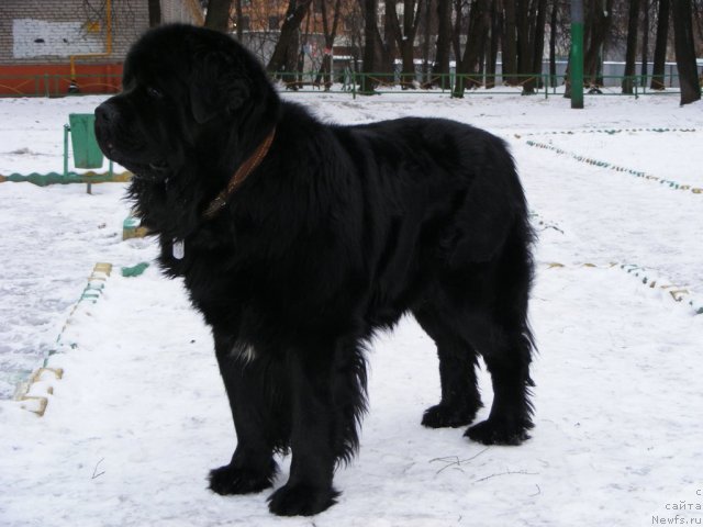 Фото: ньюфаундленд Плюшевая Панда Мистер Икс