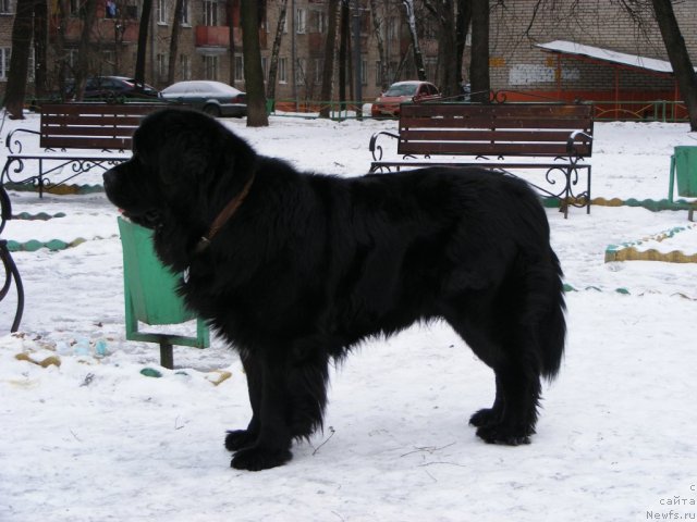 Фото: ньюфаундленд Плюшевая Панда Мистер Икс