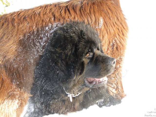 Фото: ньюфаундленд Ньюфорт Лунный Бархат, ньюфаундленд Бархатка Роскошная