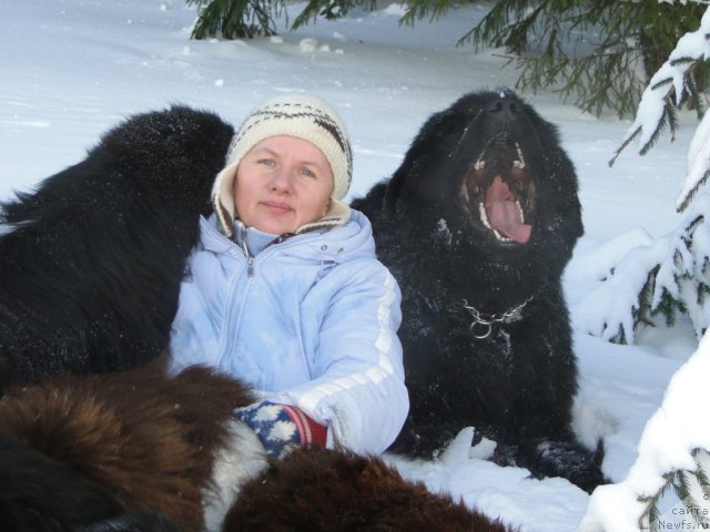 Фото: ньюфаундленд Баловень Судьбы, ньюфаундленд Ньюфорт Лунный Бархат, ньюфаундленд Бархатка Роскошная, Светлана Пермякова