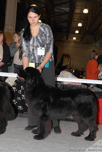 Фото: ньюфаундленд Мэджикал Оушен Дарк Квин