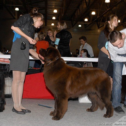 Фото: ньюфаундленд Очаровашка с Берега Дона (Ocharovashka s Berega Dona)