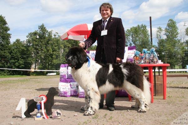 Фото: ньюфаундленд Даанич Шахматный Оскар (Daanich Shahmatny Oskar)