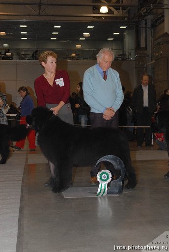 Фото: ньюфаундленд Beginning With Glory iz Volotova