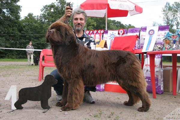 Фото: ньюфаундленд Смигар Золотой Мальчик (Smigar Zolotoy Malchik)