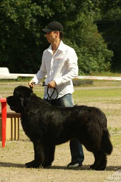 Фото: ньюфаундленд Смигар Иеремия Ивент Магик (Smigar Ieremiya Ivent Magik)
