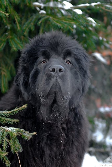Фото: ньюфаундленд Сент Джонс Романсе оф Лав (Sent Djons Romance of Love)