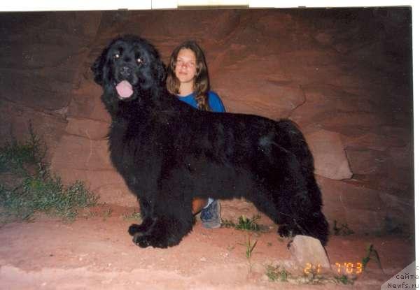 Фото: ньюфаундленд Нефертити из Медвежьего Яра (Nefertiti iz Medvejyego Yara)