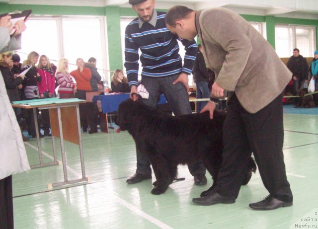 Фото: ньюфаундленд Дайна Куин