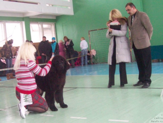 Фото: ньюфаундленд Чудная Красавица, Анна Портнякова