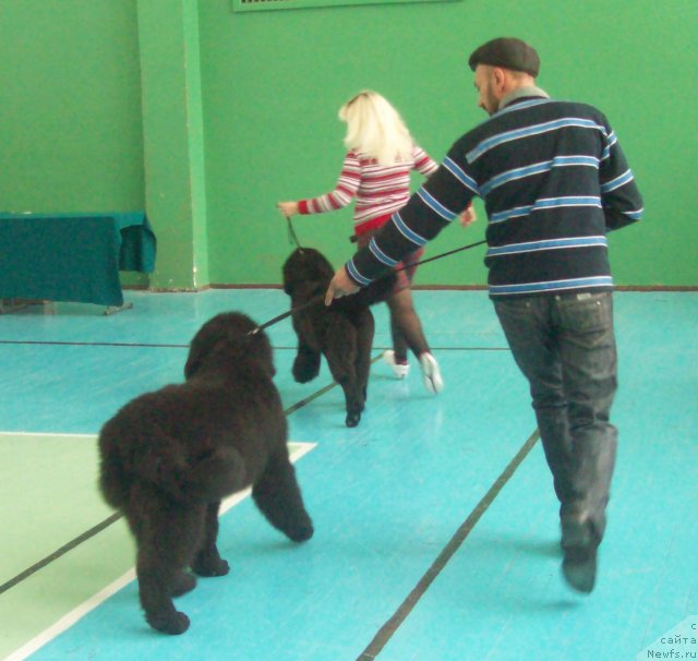 Фото: ньюфаундленд Чудная Красавица, ньюфаундленд Черный Принц