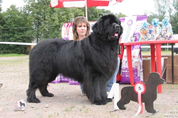 Фото: ньюфаундленд Виват Вялiкi Мядзведзь (Vivat Vialiki Miadzvedz)