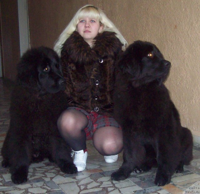 Фото: ньюфаундленд Черный Принц, Анна Портнякова, ньюфаундленд Чудная Красавица