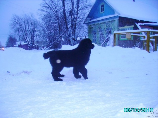 Фото: ньюфаундленд Их Высочество Владлена Маджикс