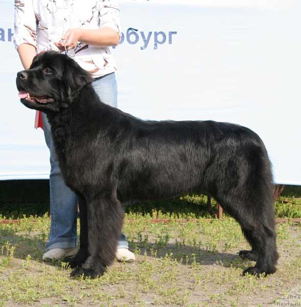 Фото: ньюфаундленд Бегущая по Волнам Само Совершенство (Beguschaya po Volnam Samo Sovershenstvo)