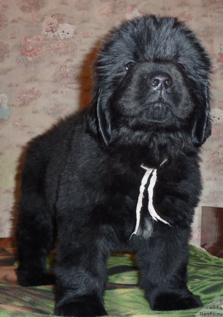 Фото: ньюфаундленд Вальбер Остин Клэр