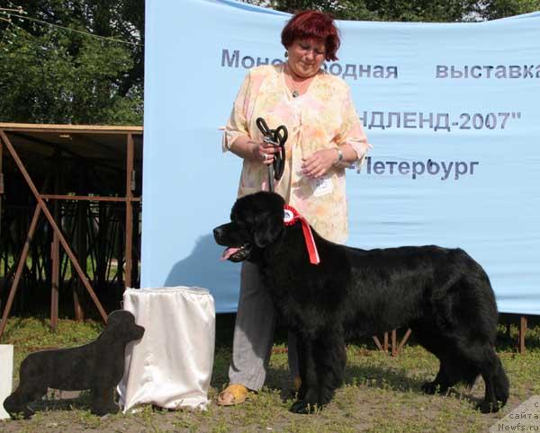 Фото: ньюфаундленд Смигар Очей Очарованье (Smigar Ochey Ocharovanie)