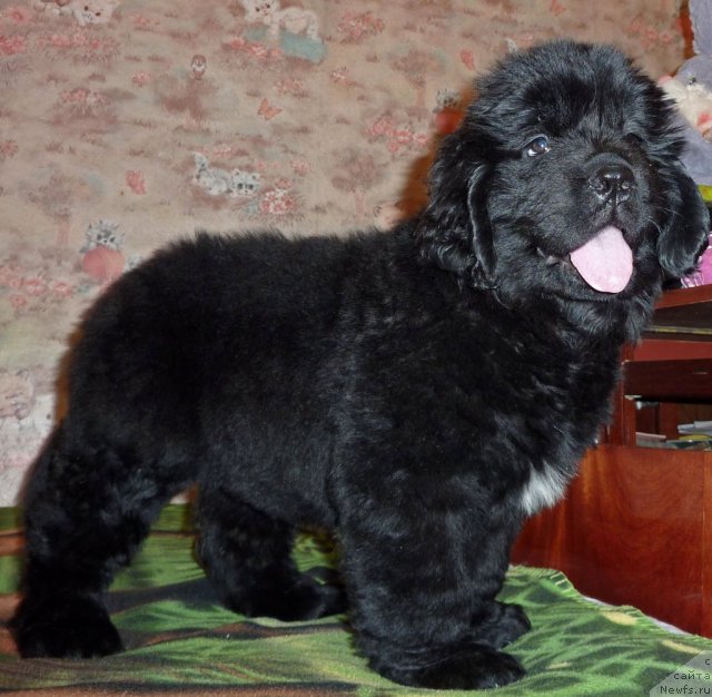 Фото: ньюфаундленд Вивьен Свит Леди